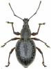 Otiorhynchus sellae sellae